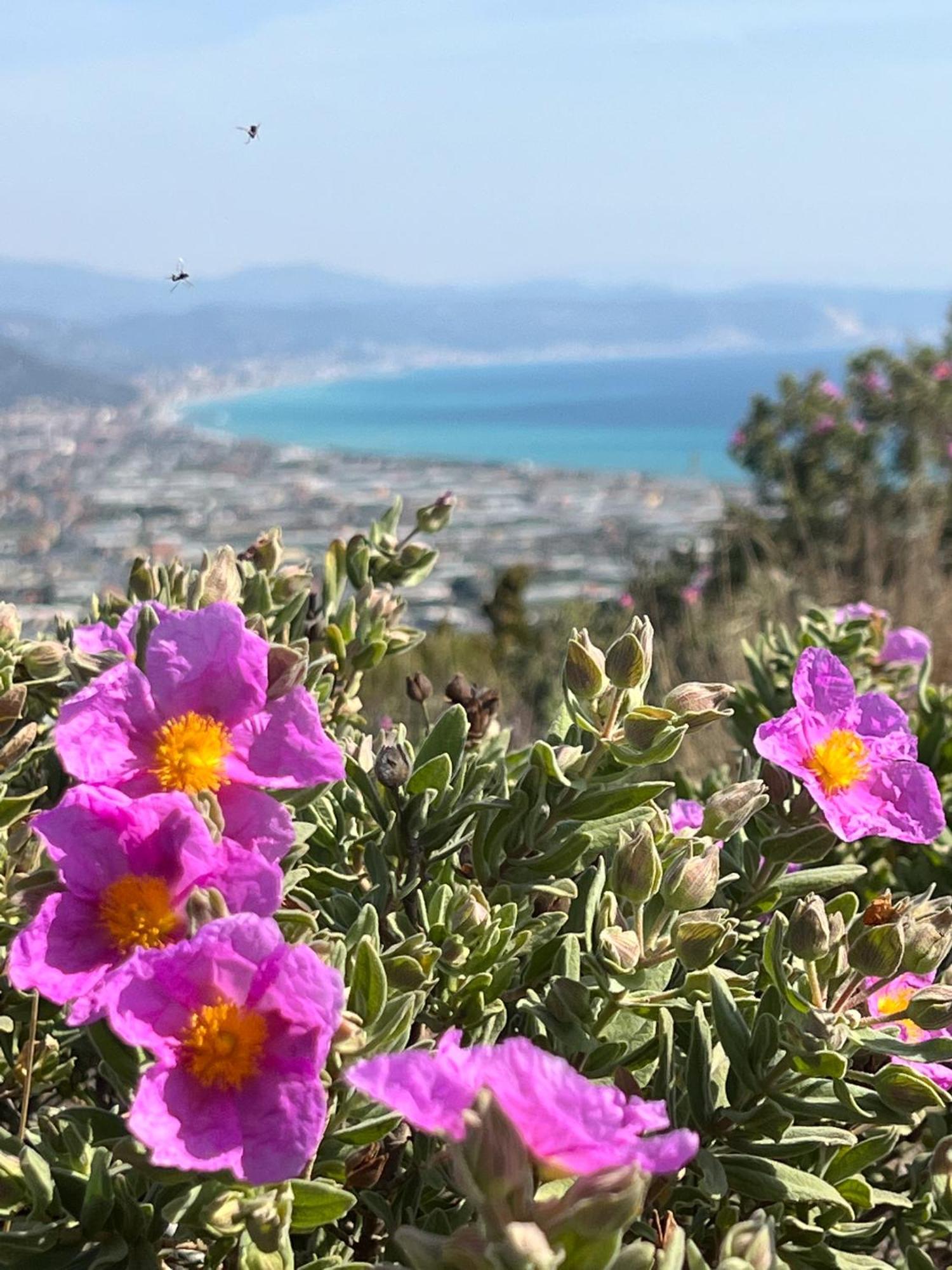 Le Torri Riviera Holiday Albenga Eksteriør billede
